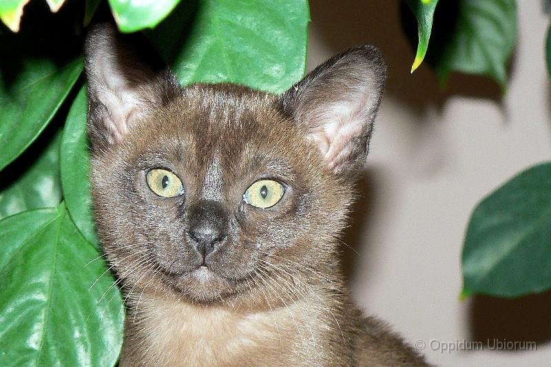 P1100039 perdita.jpg